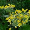 Примула Флоринды (Primula florindae) © blumgarden.ru