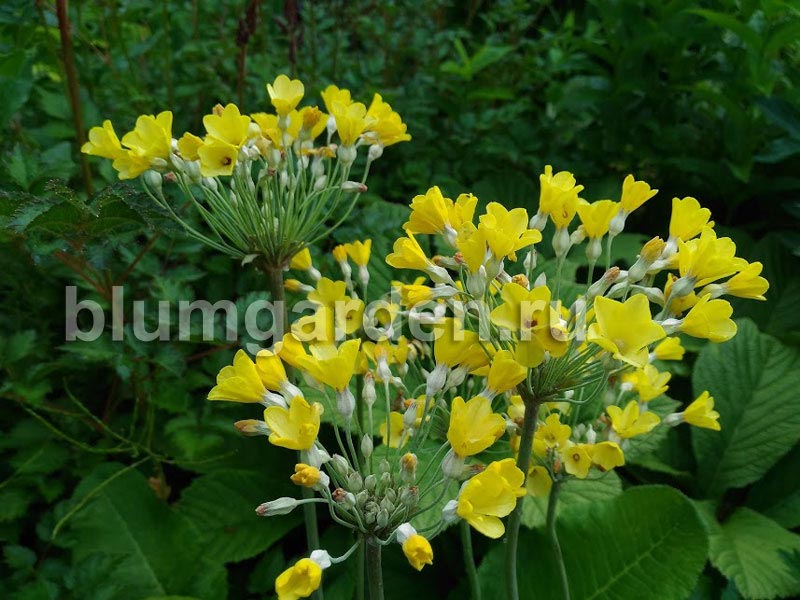 Примула Флоринды (Primula florindae) © blumgarden.ru