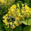 Примула Флоринды (Primula florindae) © blumgarden.ru