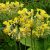 Примула Флоринды (Primula florindae) © blumgarden.ru