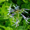 Амсония иволистная (Amsonia tabernaemontana var. salicifolia) © blumgarden.ru