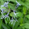 Амсония иволистная (Amsonia tabernaemontana var. salicifolia) © blumgarden.ru