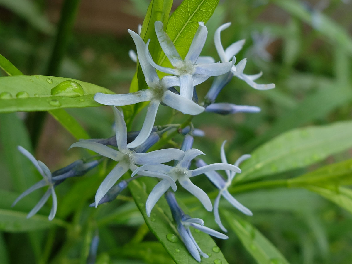 Амсония иволистная (Amsonia tabernaemontana var. salicifolia)