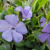 Почвопокровные и стелющиеся растения - Барвинок (Vinca) © blumgarden.ru