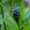 Бутон амсонии иволистной (Amsonia tabernaemontana) © blumgarden.ru