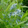 Цветущий куст амсонии иволистной (Amsonia tabernaemontana) © blumgarden.ru