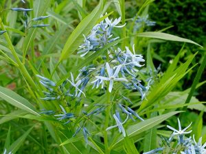 Цветущий куст амсонии иволистной (Amsonia Tabernaemontana) © Blumgarden.ru