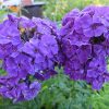 Флокс метельчатый темно-фиолетовый Тайна © blumgarden.ru