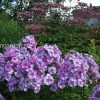 Флокс метельчатый «Маргри» в ландшафтном саду © blumgarden.ru