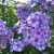 Флокс метельчатый «Маргри» © blumgarden.ru