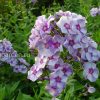 Флокс метельчатый «Маргри» © blumgarden.ru