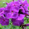 Флокс темно-фиолетовый Тайна в ясную погоду © blumgarden.ru