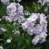 Флокс метельчатый Облако © blumgarden.ru