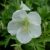 Герань луговая белая (Geranium pratense Album) © blumgarden.ru