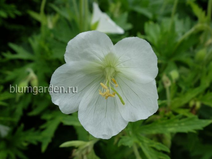 Герань луговая белая (Geranium pratense Album) © blumgarden.ru