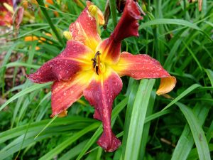 Лилейник «Ред Саспендерс» (Hemerocallis Red Suspenders)