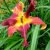 Лилейник красный «Ред Саспендерс» (Hemerocallis Red Suspenders) © blumgarden.ru