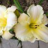 Лилейник «Близзард Бэй» (Hemerocallis Blizzard Bay) © blumgarden.ru