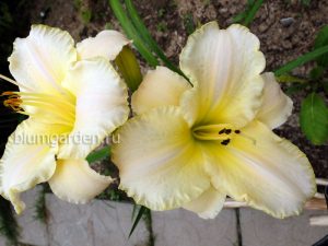 Лилейник «Близзард Бэй» (Hemerocallis Blizzard Bay) © Blumgarden.ru