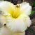 Лилейник «Близзард Бэй» (Hemerocallis Blizzard Bay) © blumgarden.ru