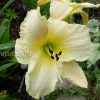 Лилейник «Близзард Бэй» (Hemerocallis Blizzard Bay) © blumgarden.ru