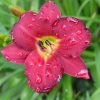 Лилейник Pardon Me © blumgarden.ru
