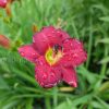 Лилейник Pardon Me (Пардон Ми) © blumgarden.ru