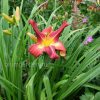 Лилейник «Ред Саспендерс» (Hemerocallis Red Suspenders) © blumgarden.ru