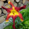 Лилейник «Ред Саспендерс» (Hemerocallis Red Suspenders) © blumgarden.ru
