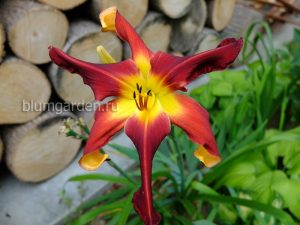 Лилейник «Ред Саспендерс» (Hemerocallis Red Suspenders) © Blumgarden.ru