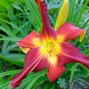 Лилейник «Ред Саспендерс» (Hemerocallis Red Suspenders) © blumgarden.ru