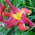 Лилейник «Ред Саспендерс» (Hemerocallis Red Suspenders) © blumgarden.ru