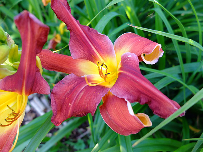 Лилейник «Ред Саспендерс» (Hemerocallis Red Suspenders)