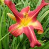 Лилейник «Ред Саспендерс» (Hemerocallis Red Suspenders) © blumgarden.ru