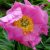 Пион Марьин корень, уклоняющийся (Paeonia anomala) © blumgarden.ru