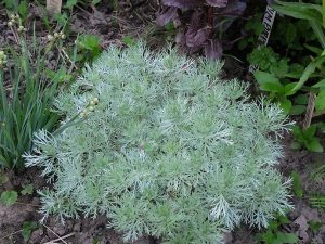 Полынь Шмидта (Artemisia Schmidtiana)