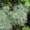 Полынь Шмидта (Artemisia schmidtiana) © blumgarden.ru