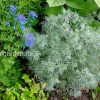 Полынь Шмидта (Artemisia schmidtiana) и хохлатка высокая © blumgarden.ru