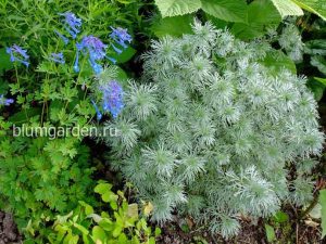 Полынь Шмидта (Artemisia Schmidtiana) и хохлатка высокая © Blumgarden.ru