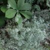 Полынь Шмидта и роджерсия конскокаштанолистная © blumgarden.ru