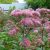Посконник пятнистый «Литтл Джо» (Eupatorium maculatum Little Joe) © blumgarden.ru