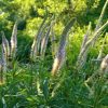 Вероникаструм в ландшафтном дизайне © blumgarden.ru