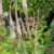Вероникаструм виргинский Эрика (Veronicastrum virginicum Erica) © blumgarden.ru