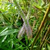 Вероника сибирская, вероникаструм сибирский (Veronicastrum sibiricum) © blumgarden.ru