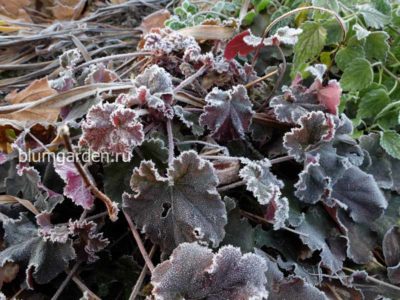 Гейхера после заморозков © blumgarden.ru