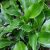 Хоста Дикси Чик (Hosta Dixie Chick) © blumgarden.ru