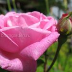 Роза розовая © blumgarden.ru