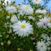 Астра новобельгийская белая Вайт (Aster novi-belgii White) © blumgarden.ru