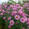 Астра розовая высокая новоанглийская © blumgarden.ru