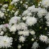 Астра осенняя белая © blumgarden.ru